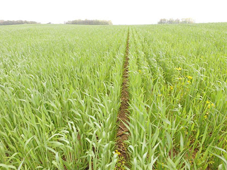 Aerial Wheat